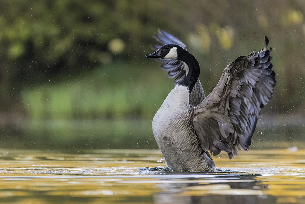 Morgentanz der Gänse