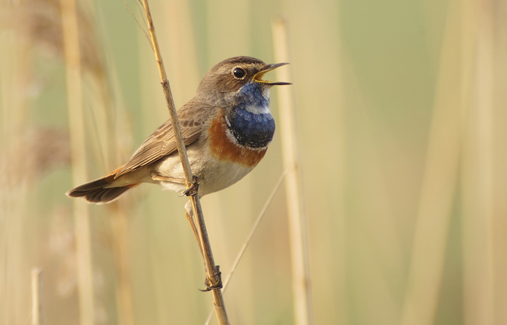 Blaukehchen - Digiscopie