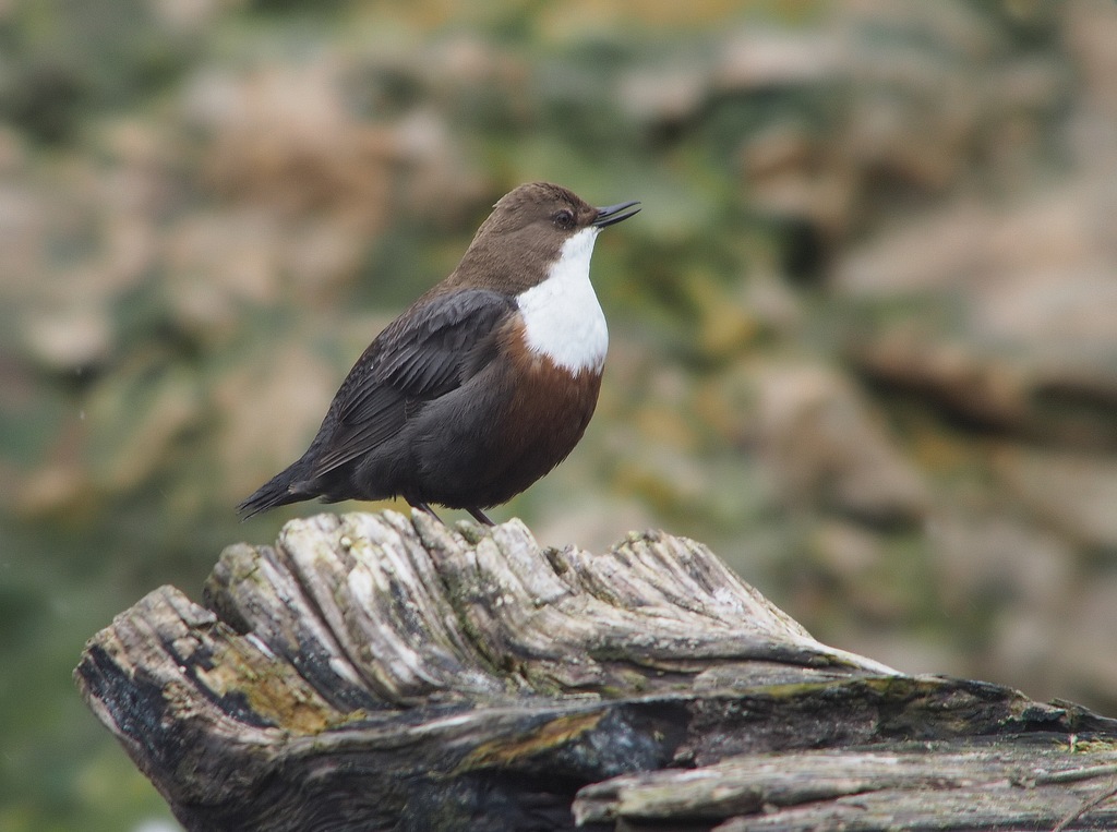 Wasseramsel