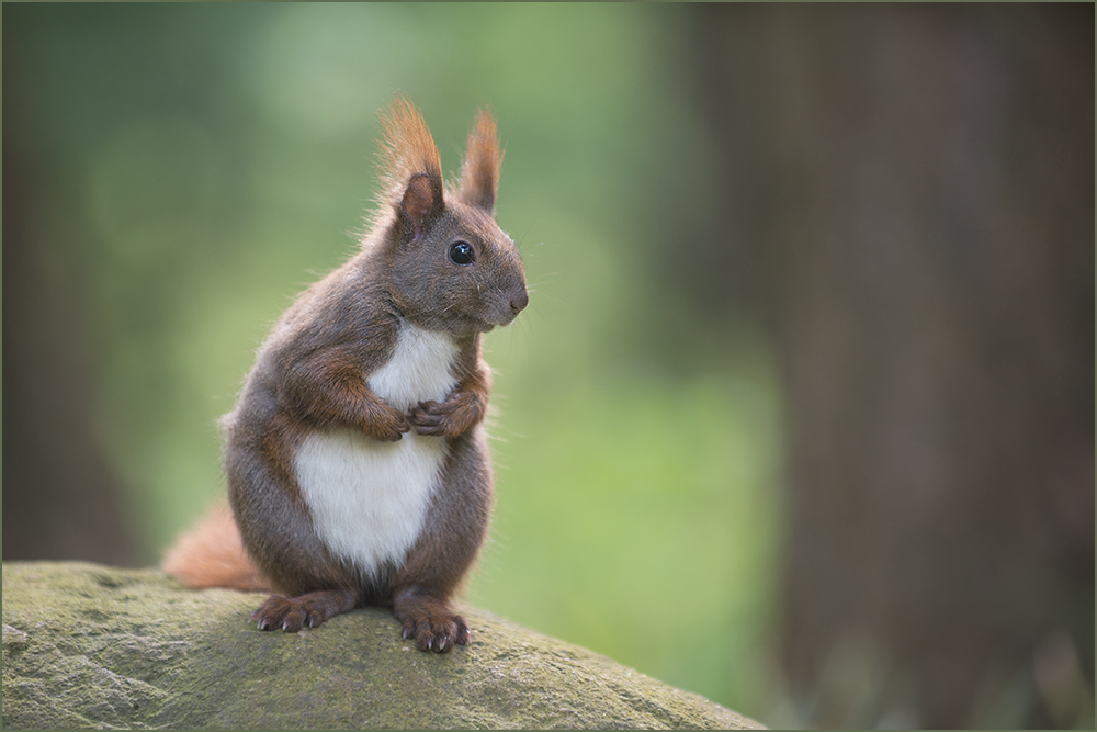 Eichhörnchen (Sciurus vulgaris)