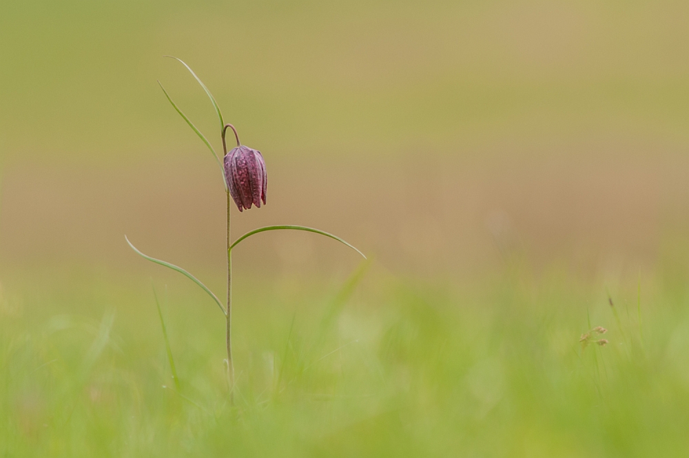 Schachblume