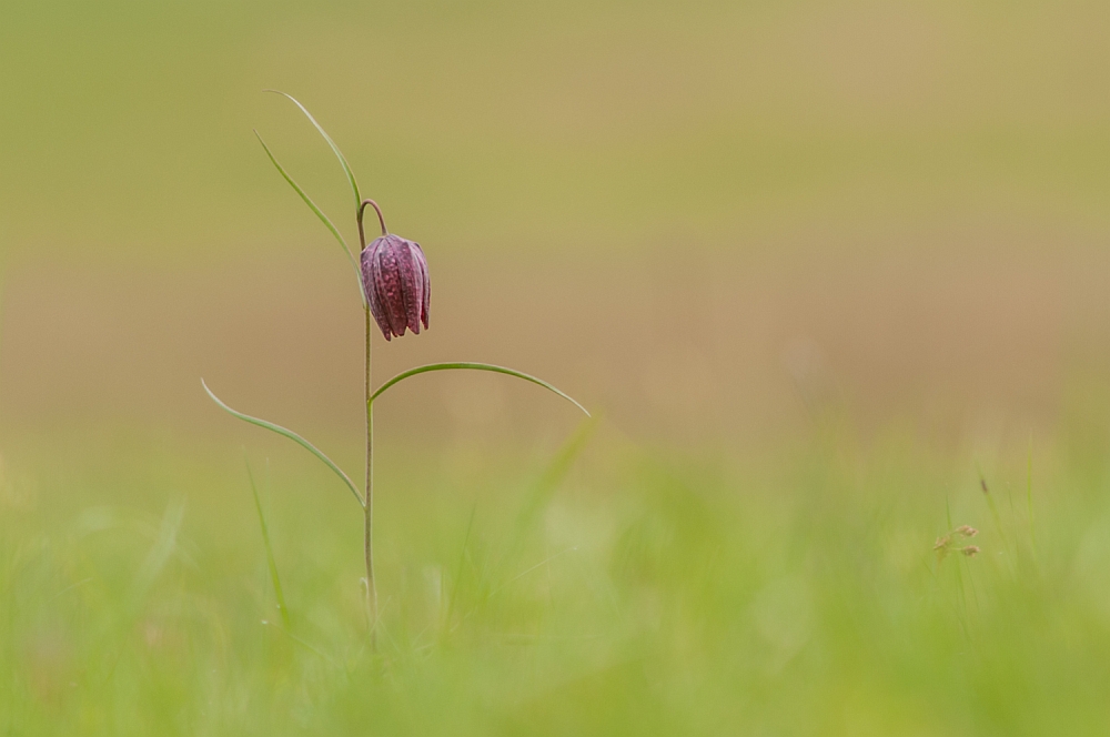 Schachblume