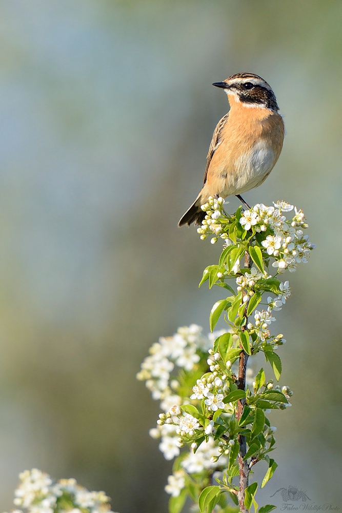 Braunkehlchen