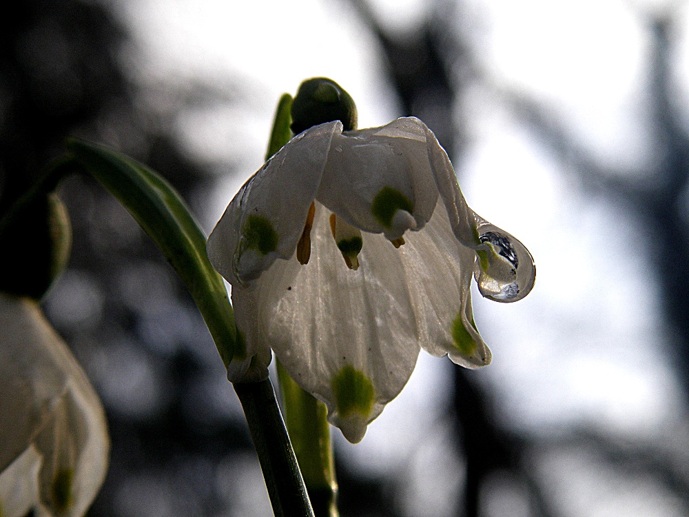 Märzenbecher nach Regen