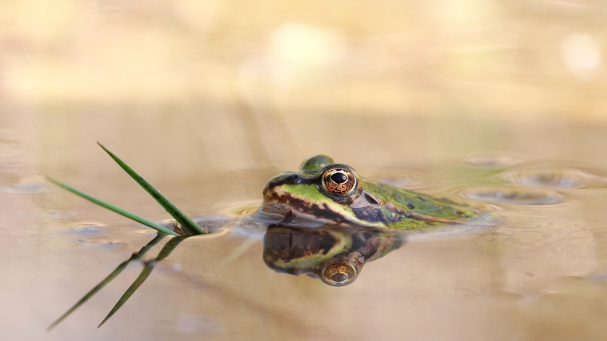 Grünfrosch