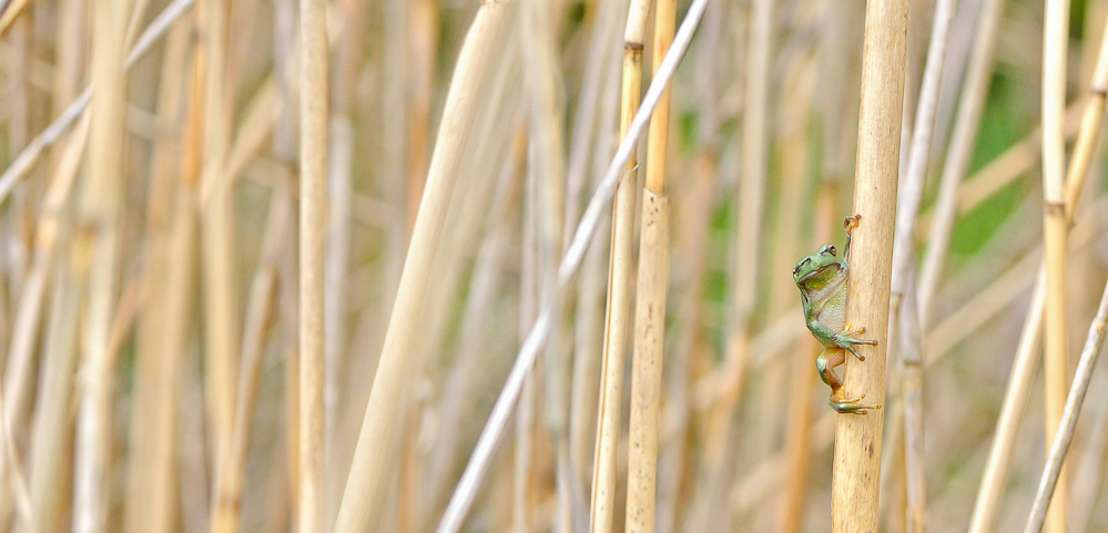 Laubfrosch