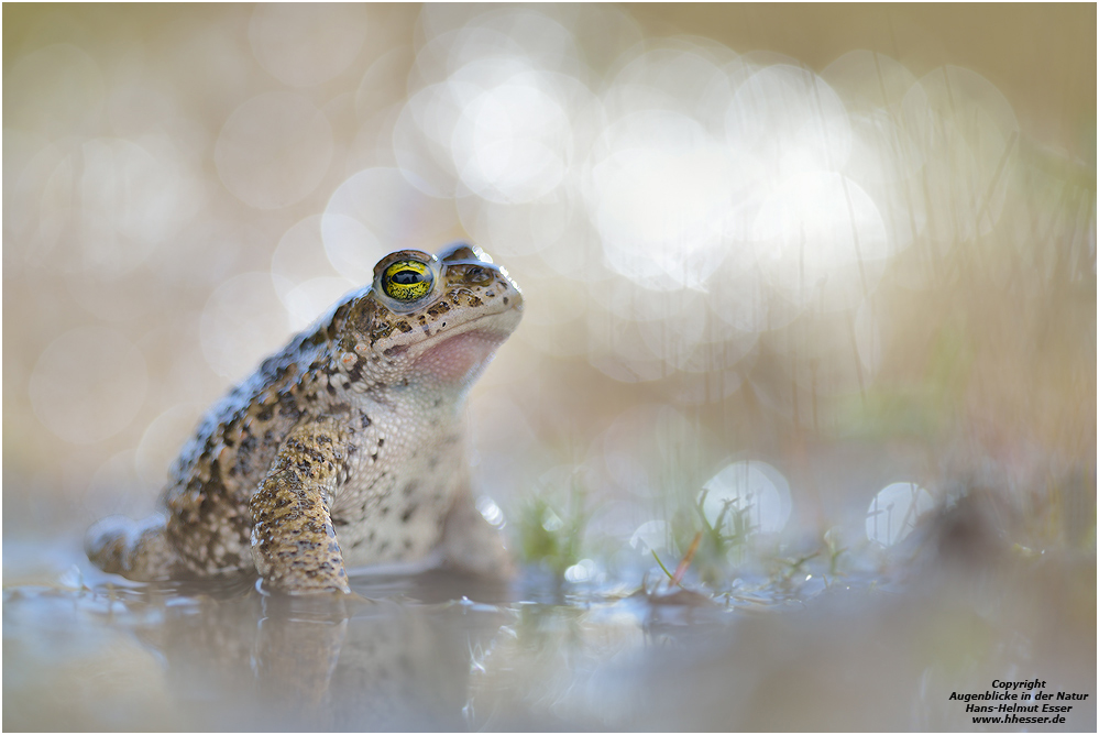 Kreuzkröte(Bufo calamita)