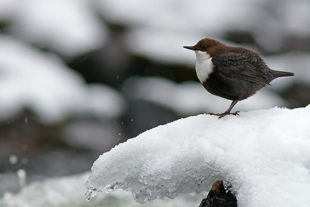 Wasseramsel