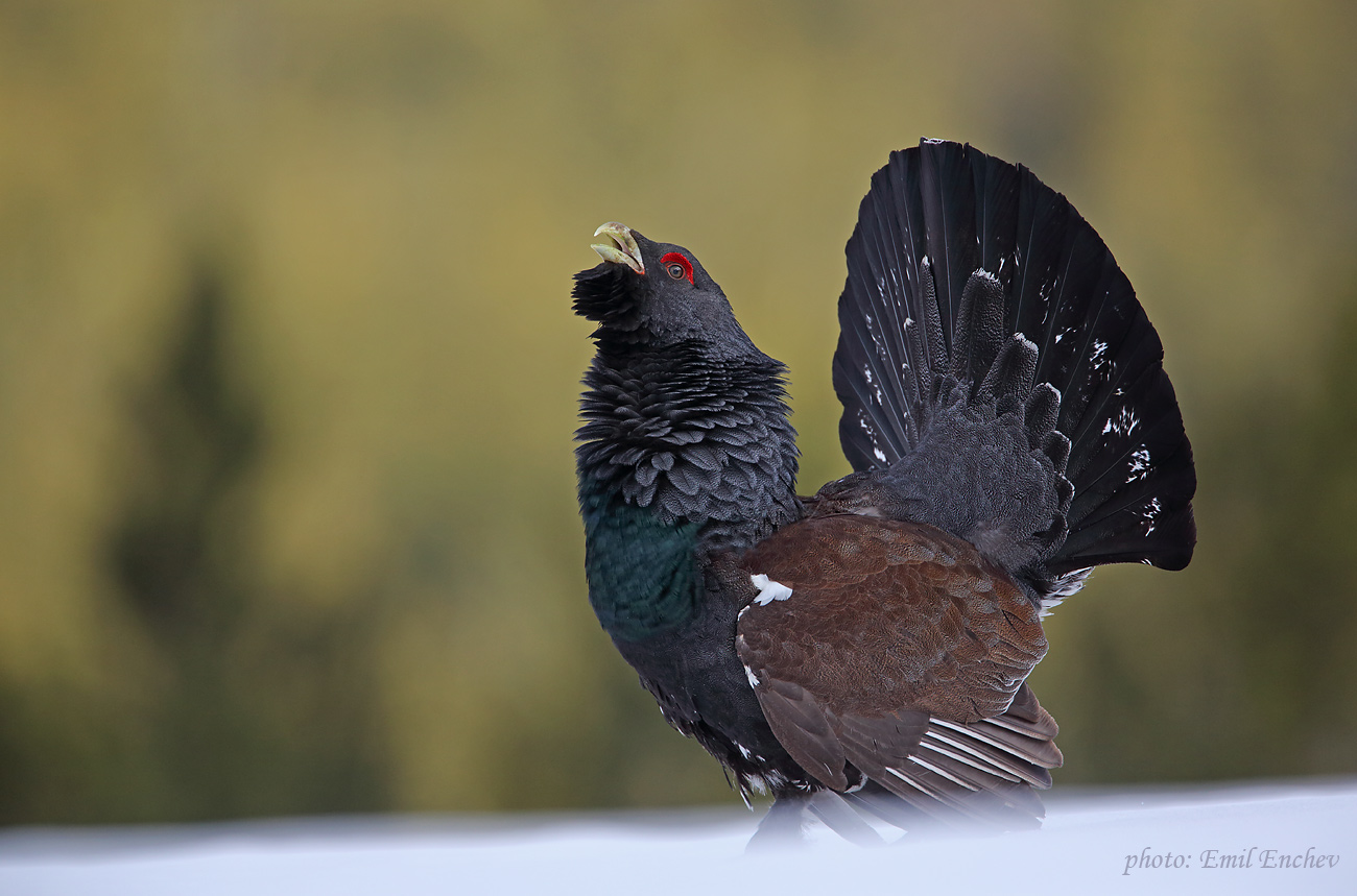 Tetrao urogallus