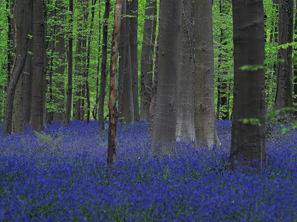 Der blaue Wald