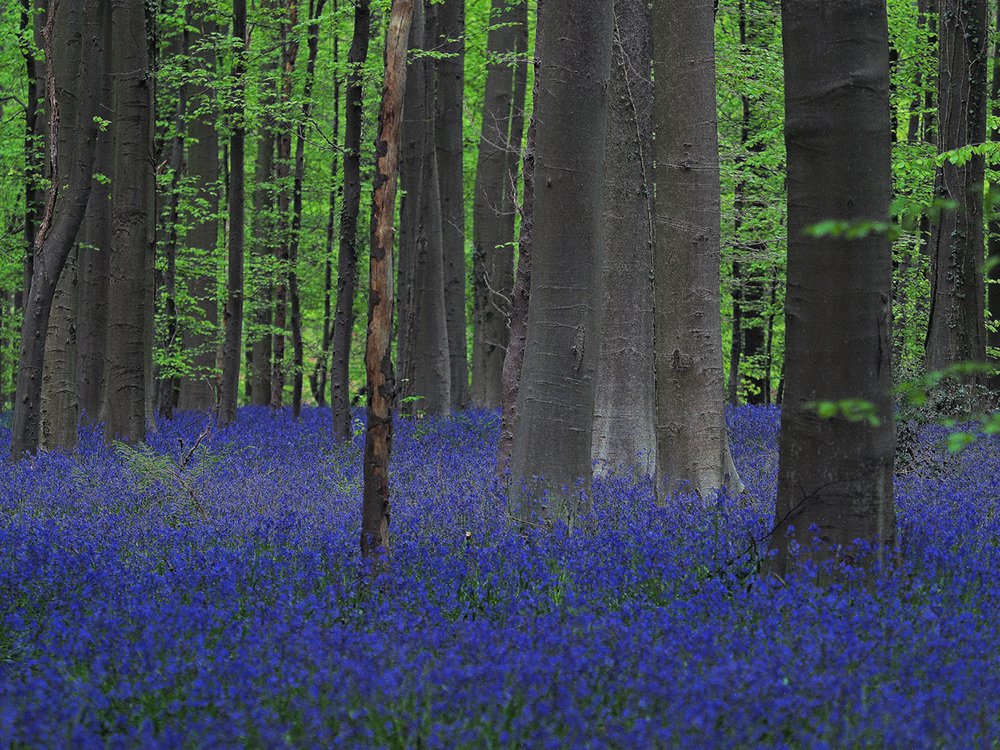 Der blaue Wald
