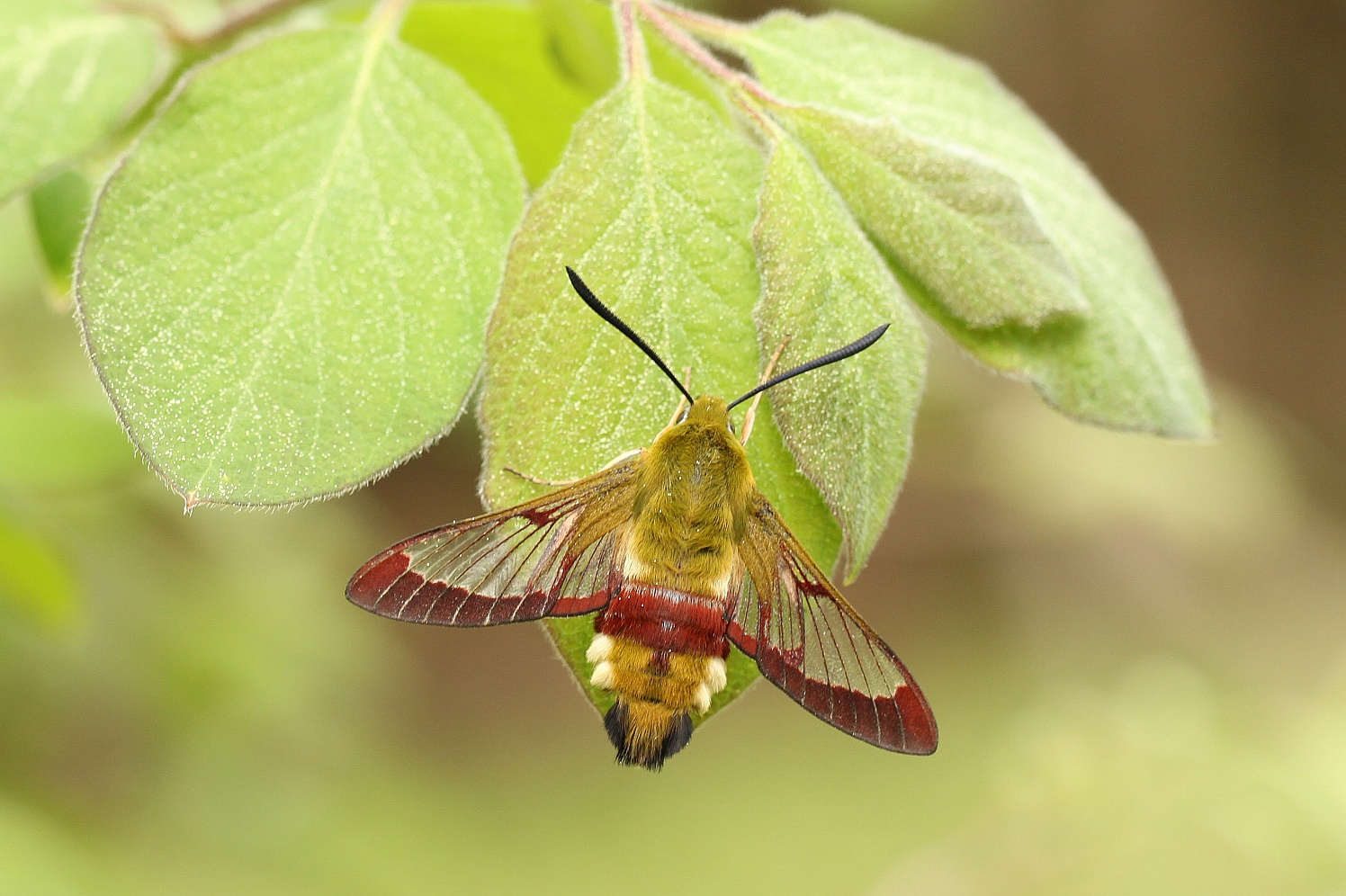 Hummelschwärmer (Hemaris fuciformis)