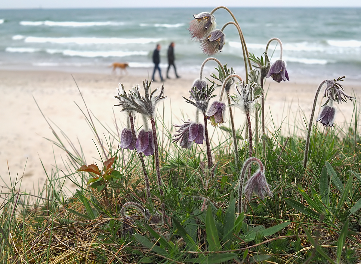 Gestriger Ostseestrand...