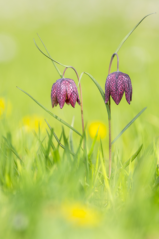 Schachblumen (Fritillaria meleagris)