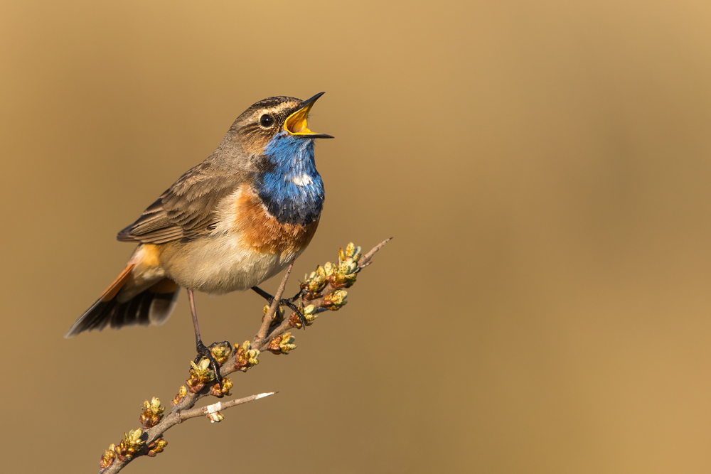 Blaukehlchen