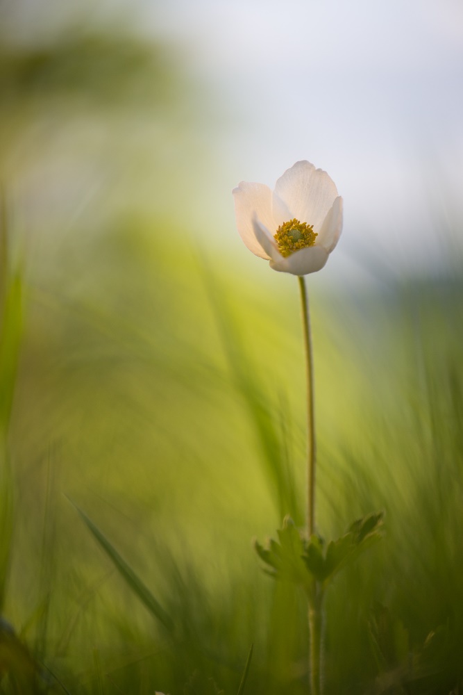 Anemone sylvestris