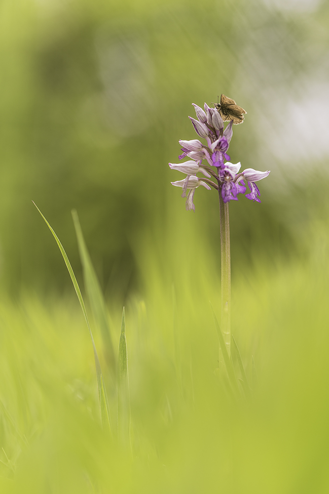 Auf der Orchideenwiese