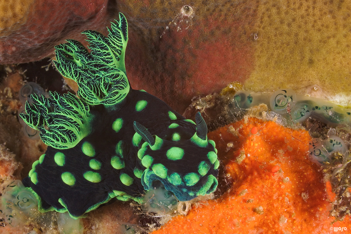 Nembrotha cristata