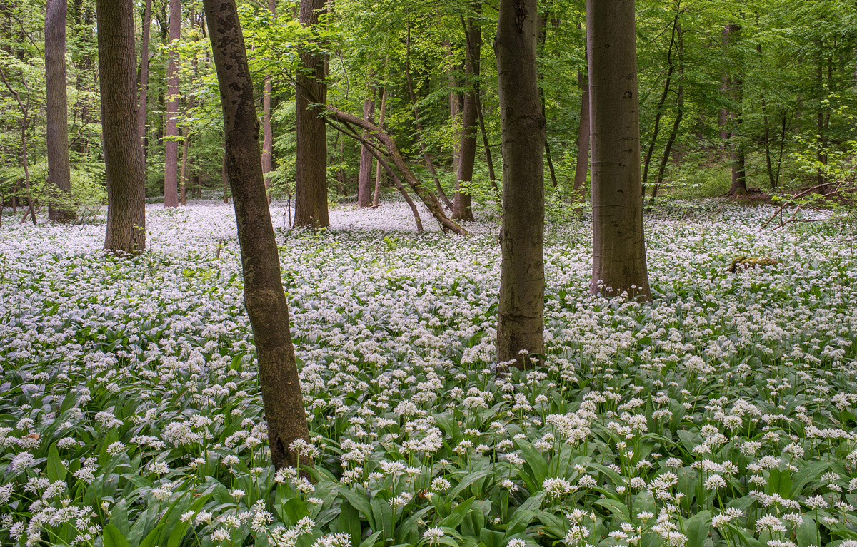 Im Bärlauchwald