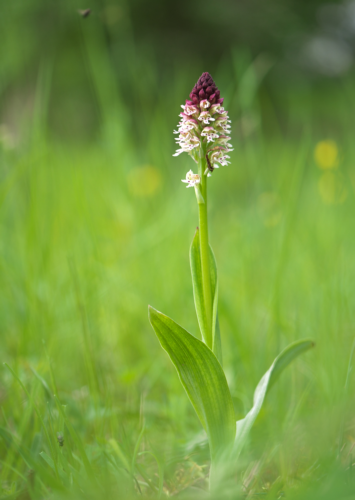 Auf der Orchideenwiese