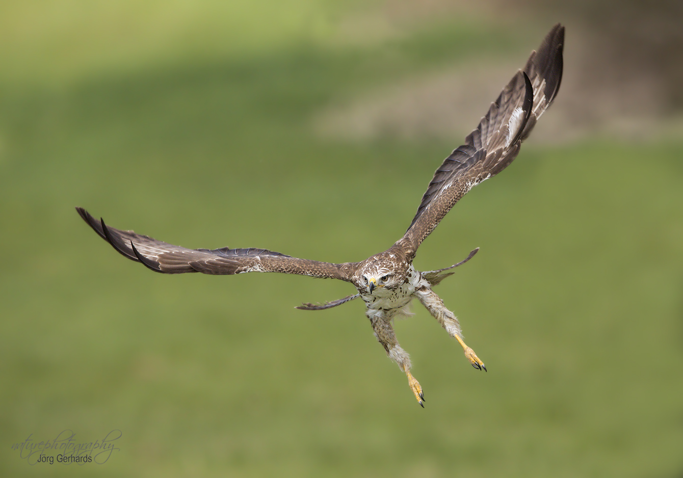 Mäusebussard