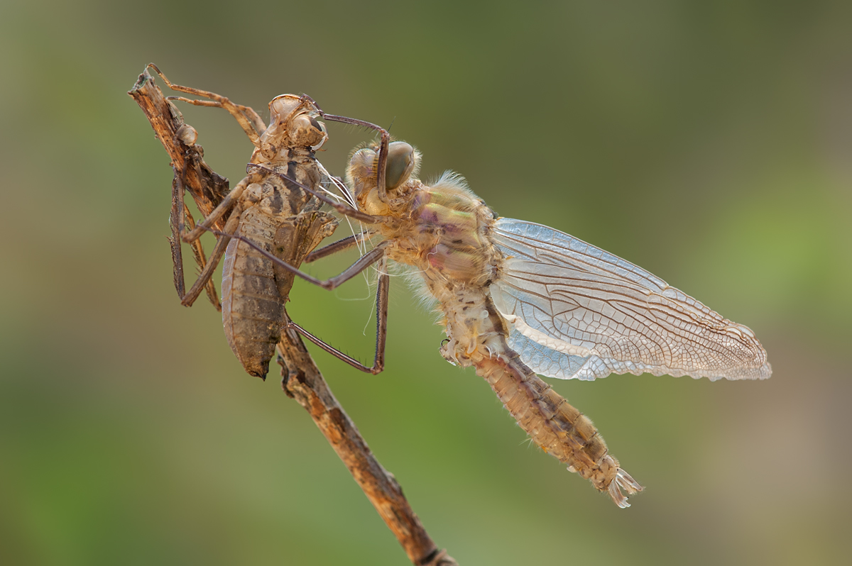 Downy emerald