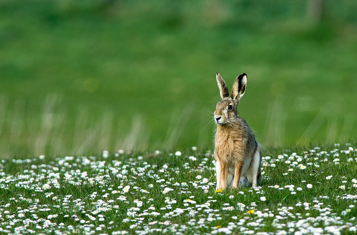 Mehr Frühling...