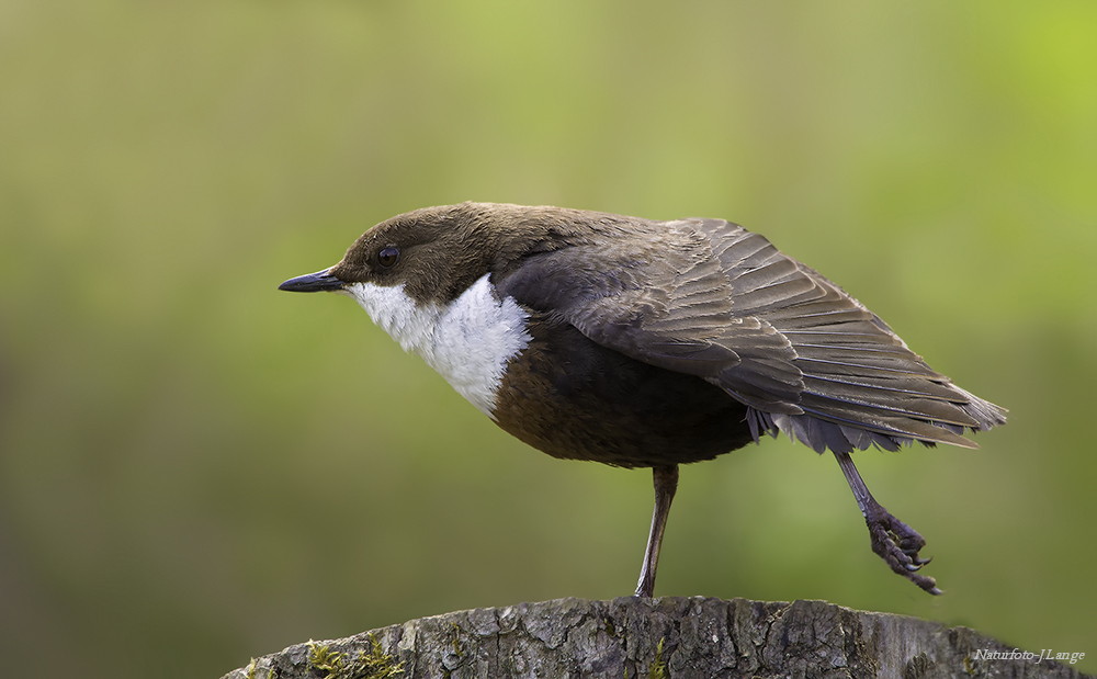 Wasseramsel