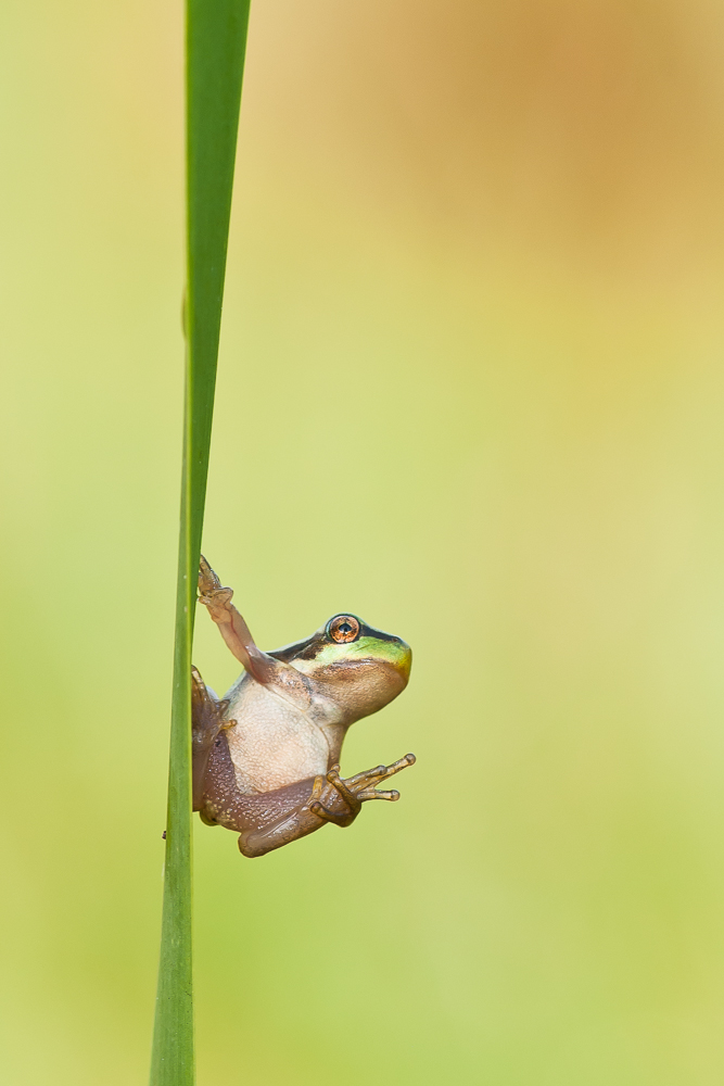 Sheriff Treefrog