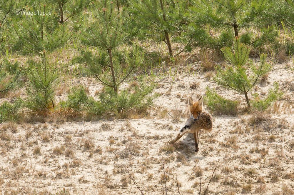 Vulpes vulpes