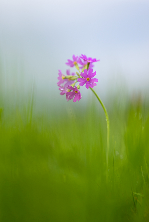 Mehlige Schlüsselblume