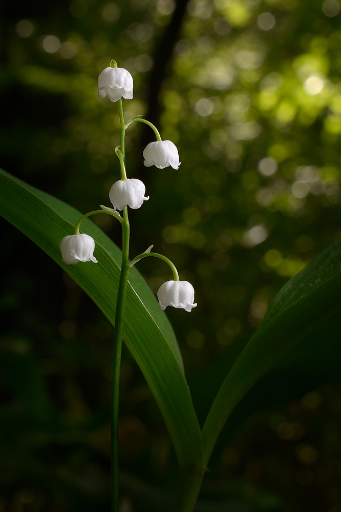 Maiglöckchen im Wienerwald