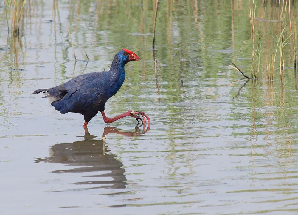 Purpurralle (Porphyrio porphyrio)