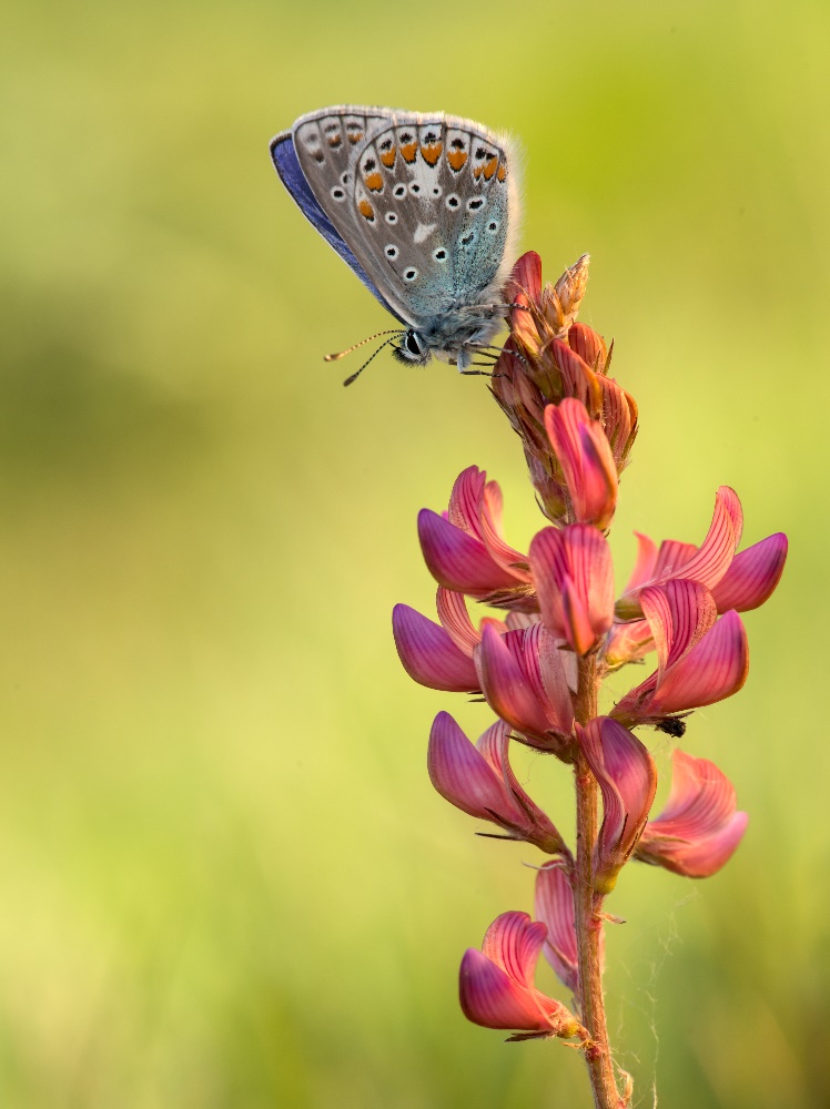 Polyommatus icarus