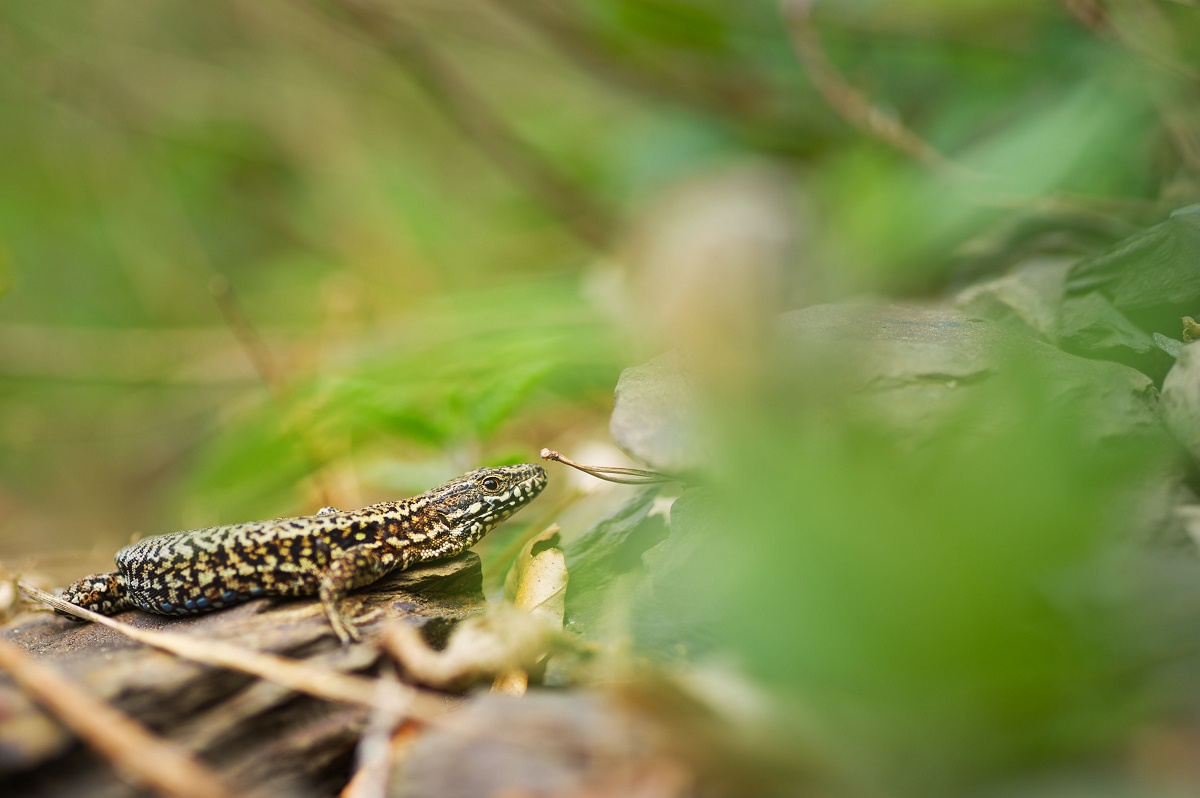 Podarcis muralis brongniardii