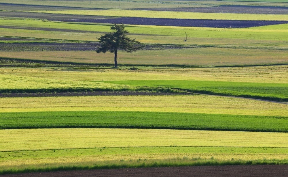 Streifenteppich