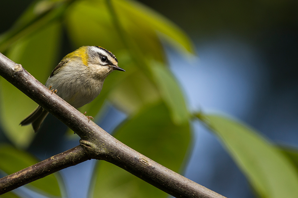 Sommergoldhähnchen