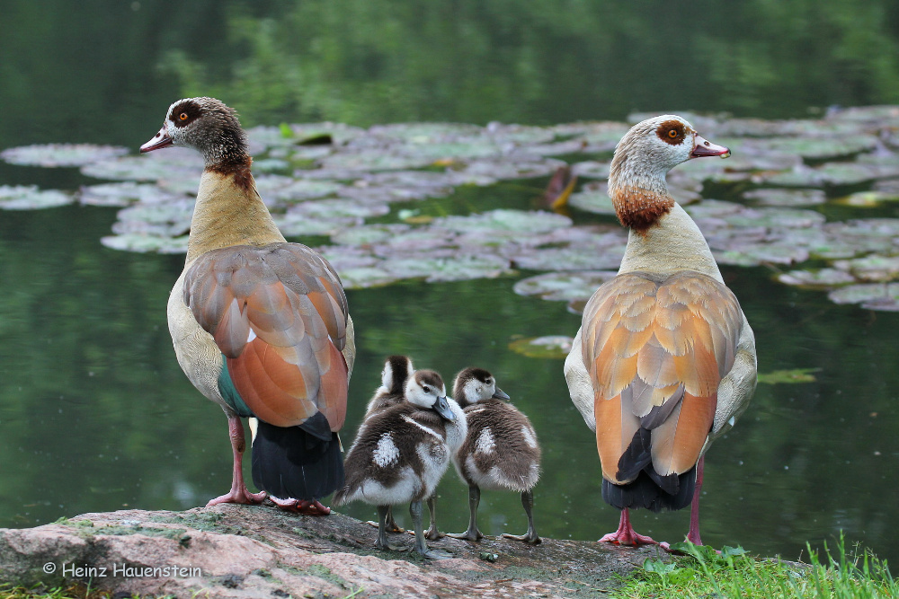 Nilgansfamilie