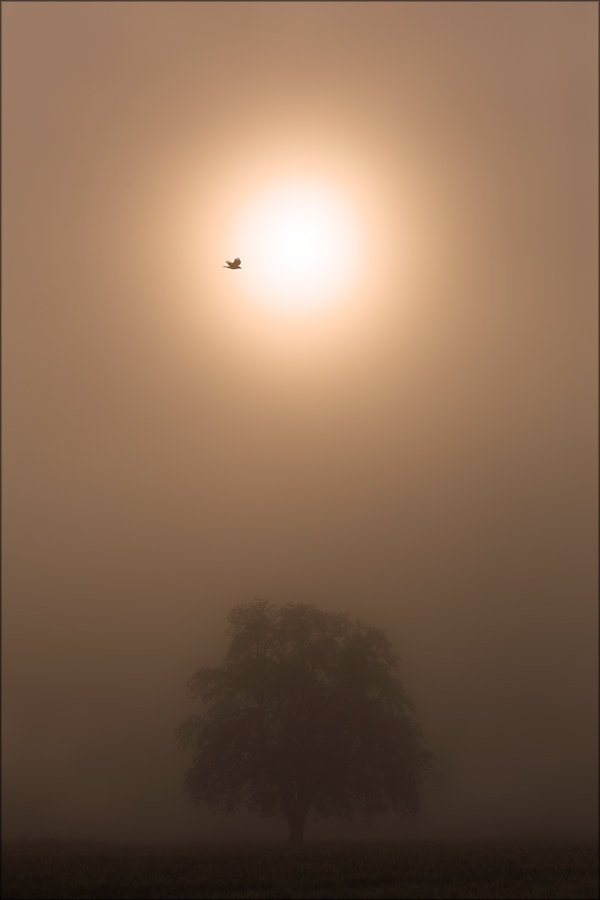 Sonnenanbeter