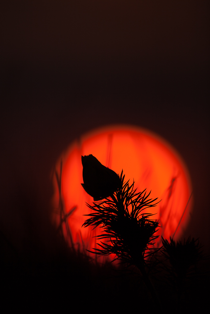 Adonis in Fire!
