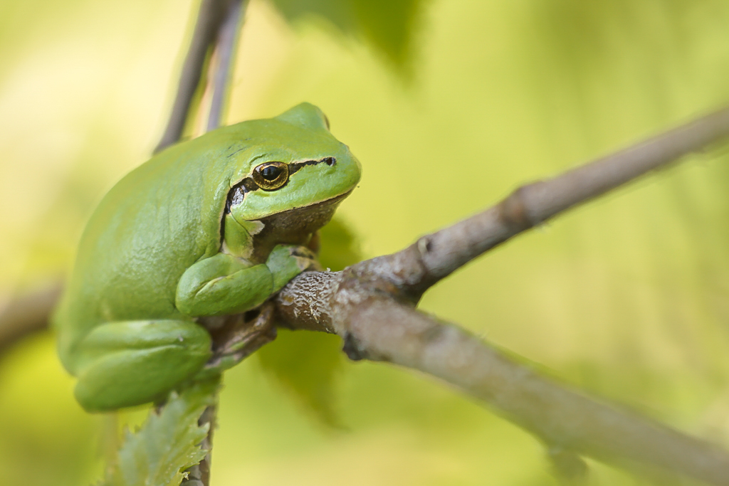 Ein Laubfrosch