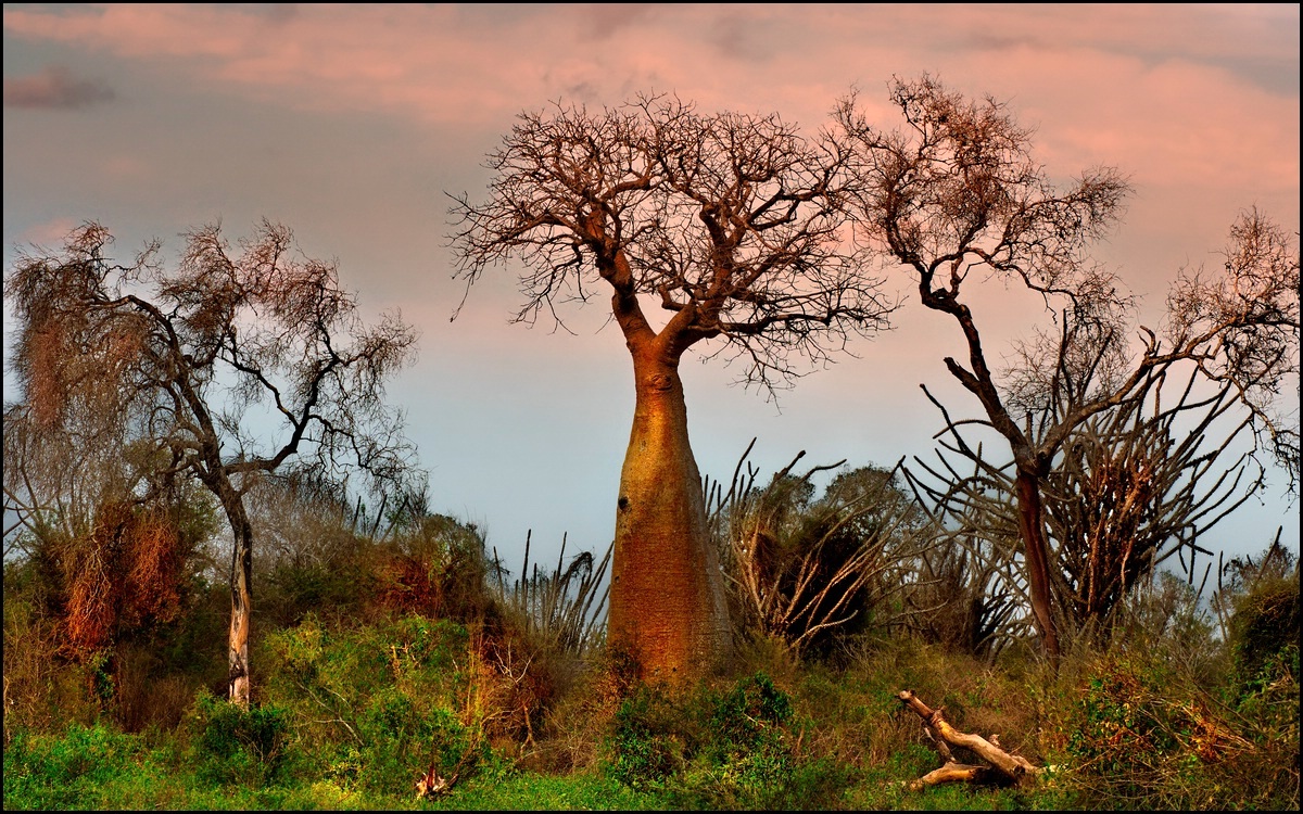 Vegetation in Ifaty