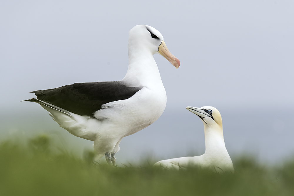 Schwarzbrauenalbatros