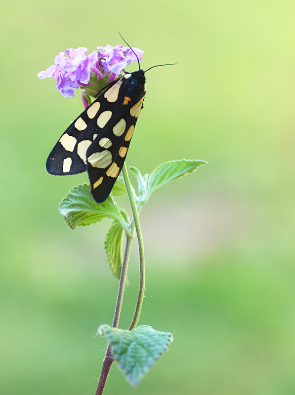 Schwarzer Bär (Arctia villica)