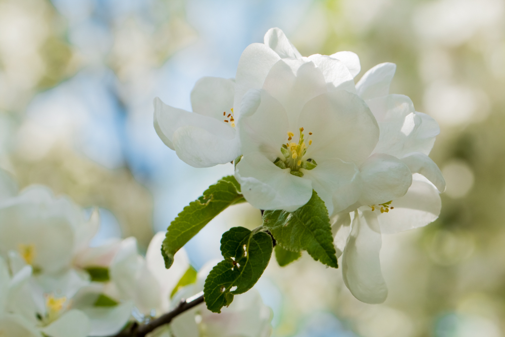 Frühlingserwachen