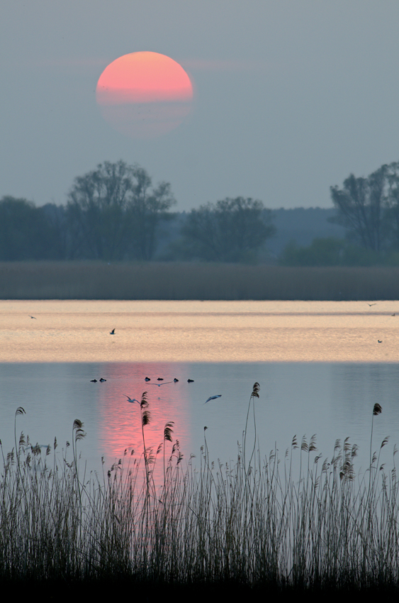 Am Gülper See