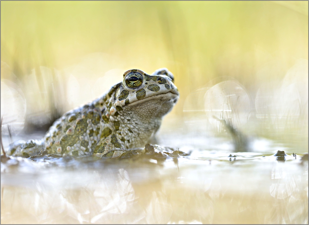 ~Green Toad ~