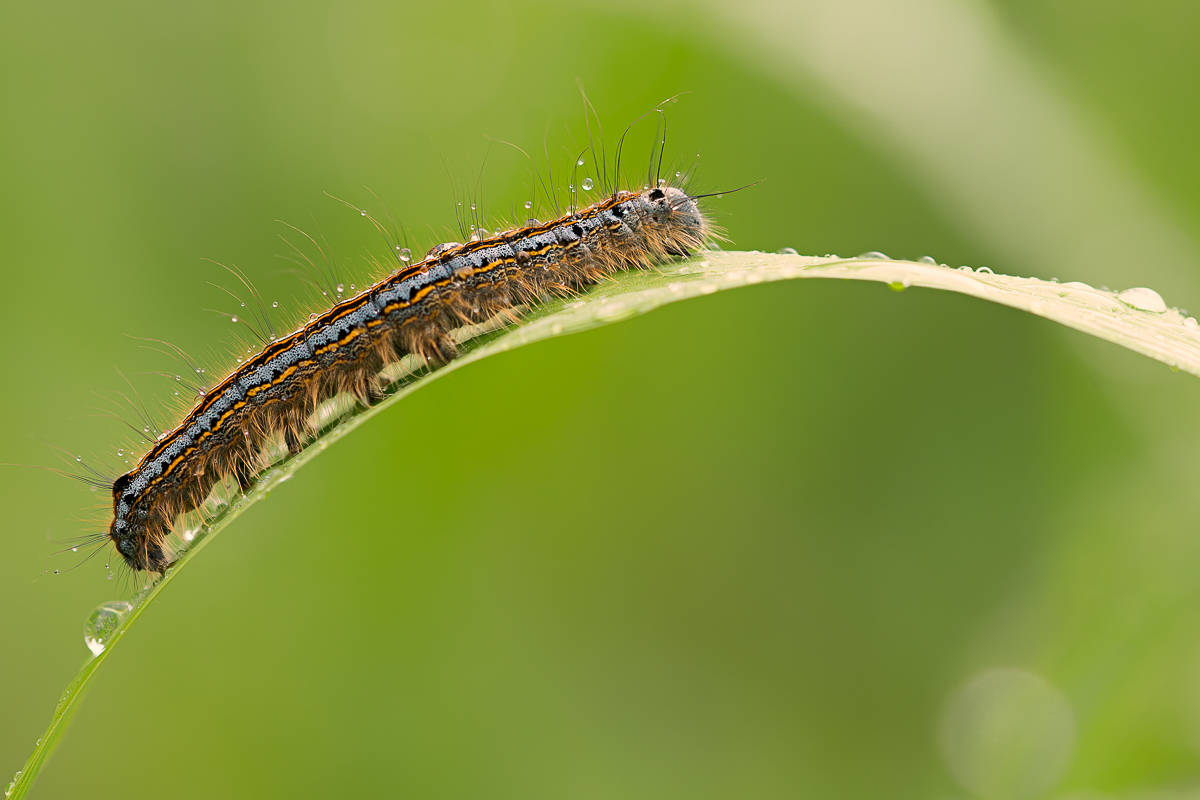 Ringelspinnerraupe (Malacosoma neustria)