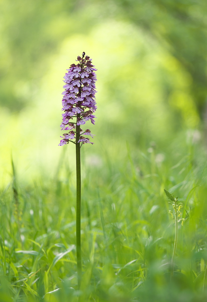 Auf der Orchideenwiese