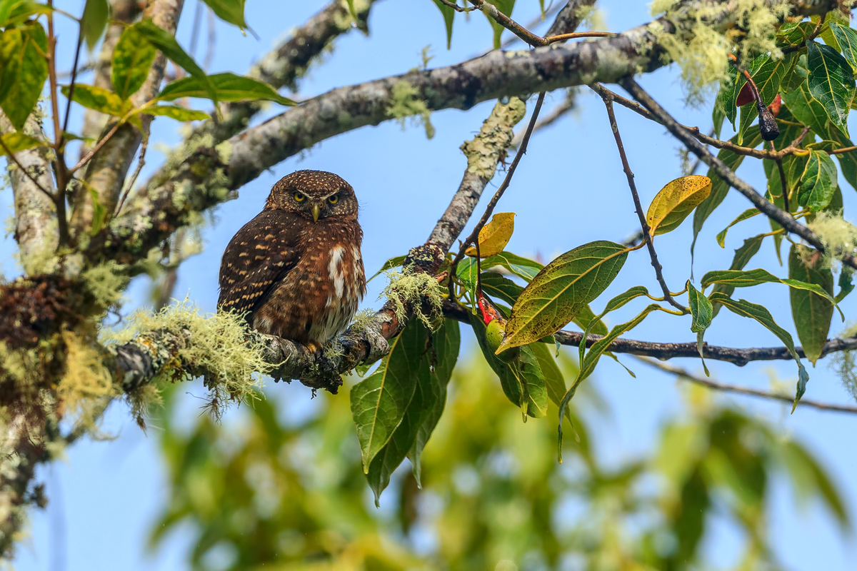 Costa Rica-Sperlingskauz